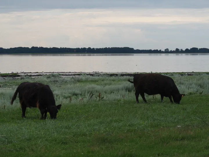 Halshuisene + Enebaerodde Beach (Denemarken)